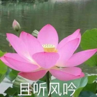 原宁夏回族自治区国家税务局副巡视员蔡国雄接受审查调查